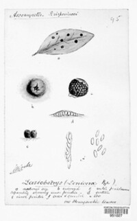 Lasiobotrys lonicerae image
